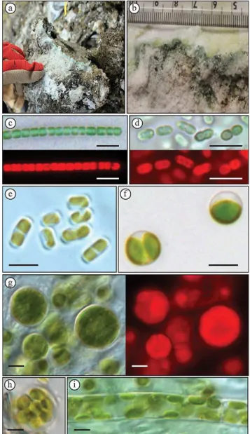 Fig. 2. (a) Field sample of gypsum containing endolithic microor- microor-ganisms. Note green banding beneath surface crust (b)