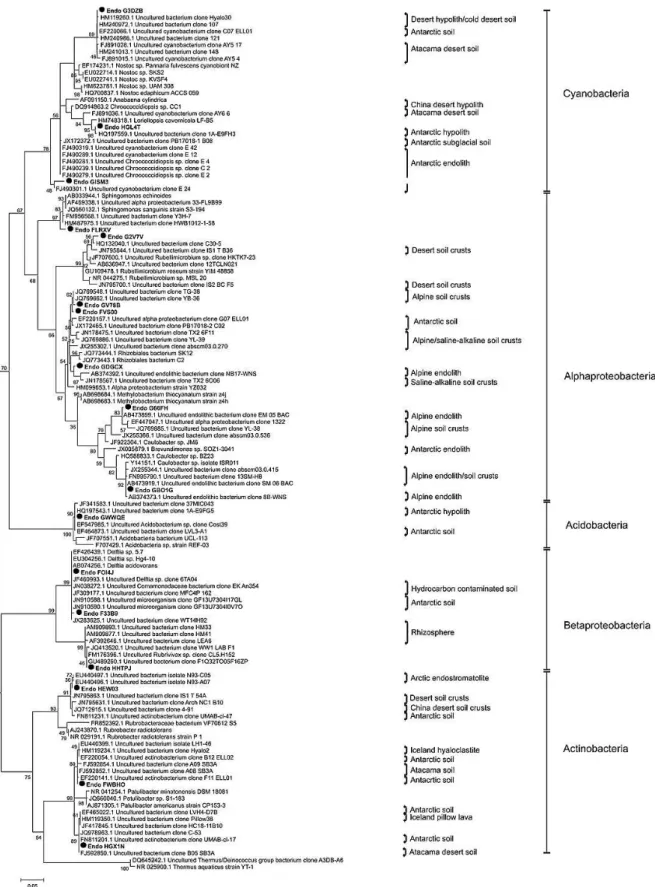 Fig. 5. Maximum likelihood (ML) phylogenetic tree illustrating the inferred relationship between 16S rRNA gene sequences (527 bp) show- show-ing the position of dominant bacterial members of the endolithic community ( • bold) related to the most similar Ge