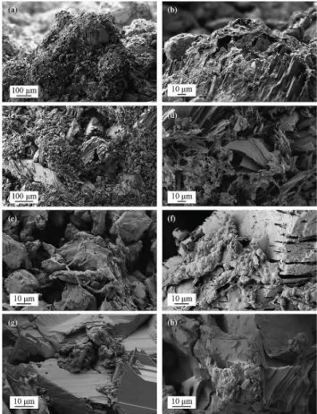 Fig. 6. SEM micrographs of the Gypsum Hill endolithic habitat.