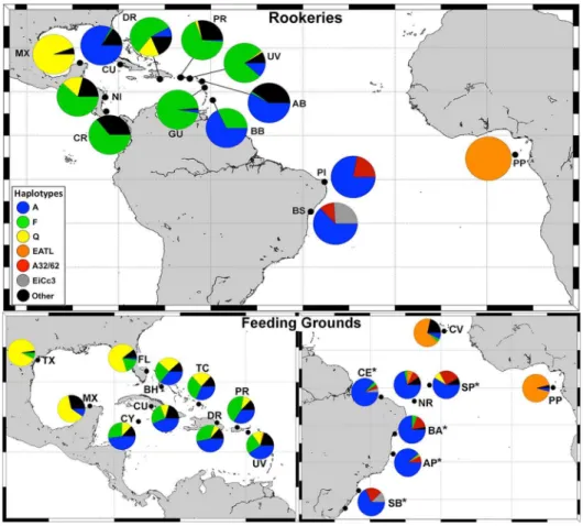 Table 1. Haplotype frequencies (740 bp) for Brazilian feeding grounds.