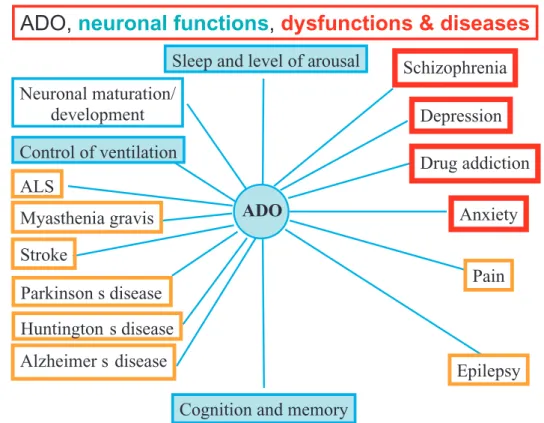 Fig. 1. Actions proposed for adenosine on the central nervous system, including on brain functions, dysfunctions and diseases