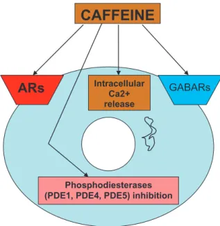 Fig. 2. Sites/mechanisms of action of caffeine. ARs: adenosine receptors. GABARs: GABA receptors.