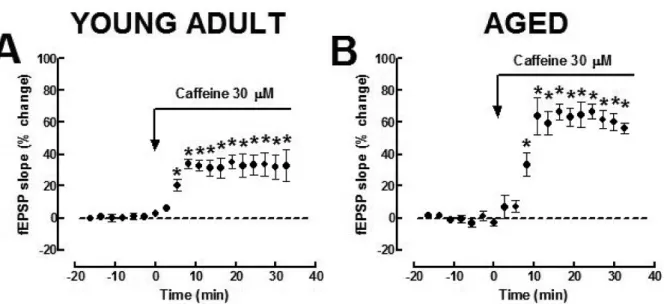 Fig. 2. Caffeine facilitates basal synaptic transmission. A) Caffeine (30 µ M) enhanced the amplitude of the field excitatory postsynaptic potentials (fEPSP) in the Schaffer pathway upon basal stimulation (0.05 Hz) of hippocampal slices both from young adu