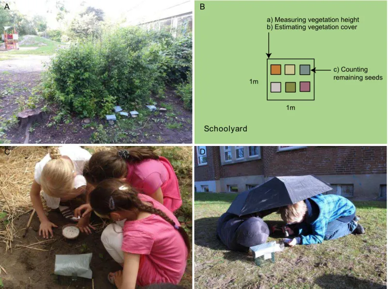 Fig 1. Illustration of the data collection on schoolyards. (A) Experimental set-up at a typical school yard, (B) schematic overview of the experiment with the different tasks children had to carry out, (C) children counting seeds in the treatment and (D) s