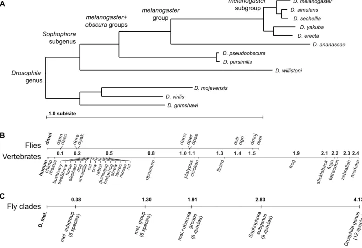 Figure 3. Evolutionary distances relating 12 Drosophila species. (A) Phylogenetic tree and estimated neutral branch lengths for the species.