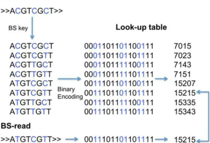 Figure 5 exemplifies this for the 8-mer A 1 C 2 G 3 T 4 C 5 G 6 C 7 T 8 (key 7015), switching C 7 into a T provides key 7023 and so on