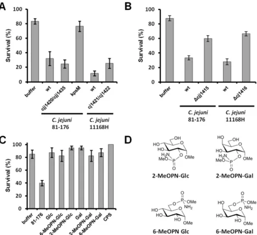 Figure S1 RT-PCR analyses of genes located down- down-stream from the Campylobacter jejuni mutated genes in this study