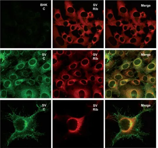 Figure 5. Co-localization analyses of SV capsid protein and ribosomes. BHK cells were infected with SV (100 pfu/cell) and processed for immunofluorescence at 8 hpi.