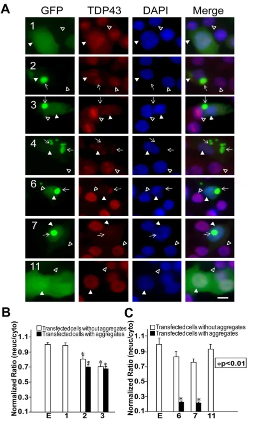 Figure 10. Expression of truncated TDP43 proteins reduces endogenous TDP-43 in the nucleus