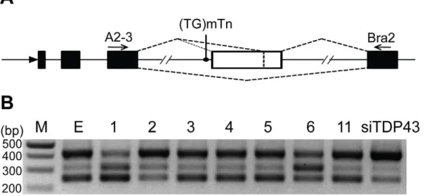 Figure 13. Effects of TDP43 fragments on CFTR splicing. (A) A schematic illustration of the CFTR reporter construct and its splicing products.