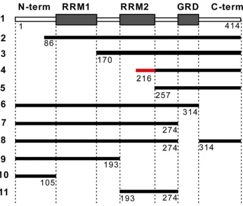 Figure 1. Constructs of TDP-43 fragments. A schematic illustration of various constructs of human TDP-43 fragments