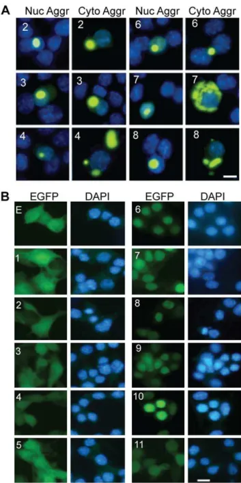 Figure 2. TDP-43 aggregation and distribution of non-aggre- non-aggre-gated TDP-43-EGFP fragments in NSC-34 cells