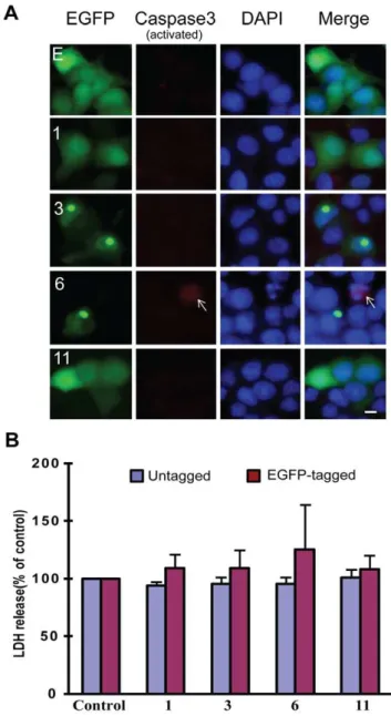 Figure 4. TDP-43 fragments did not increase cell death. (A) Caspase 3 activation was not associated with the expression of TDP-43 fragments