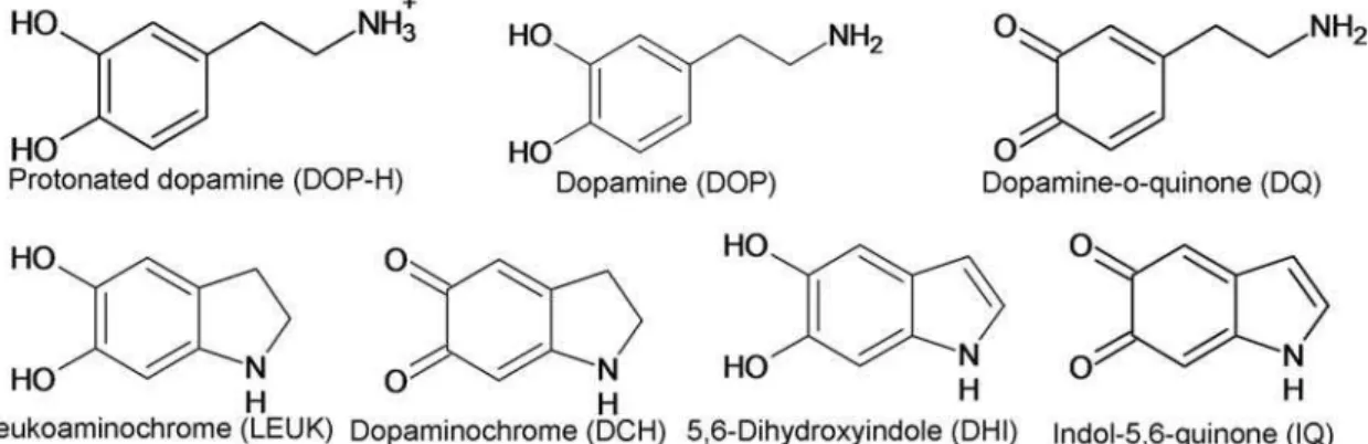 Figure 1. Dopamine docked onto AS: chemical formulas of the proposed dopamine forms binding to AS [42].