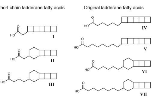 Fig. 1. Chemical structures of the ladderane lipids analysed in this study. Short chain lad- lad-derane fatty acids: (I) C 14 -[5]-ladderane fatty acid, (II) C 14 -[3]-ladderane fatty acid, (III) C 16  -[3]-ladderane fatty acid