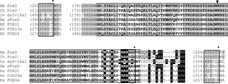 Figure 1. Conserved portions of the predicted H. magnipapillata FoxO protein aligned with other FoxO protein sequences