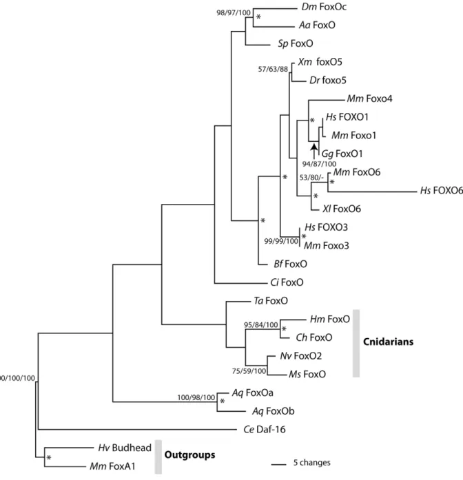 Figure 2. Results of phylogenetic analyses. Maximum parsimony phylogram of selected FoxO proteins rooted using Mus musculus FoxA1.