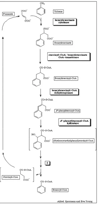 Fig. 7: Anaerobic toluene degradation pathway [43]