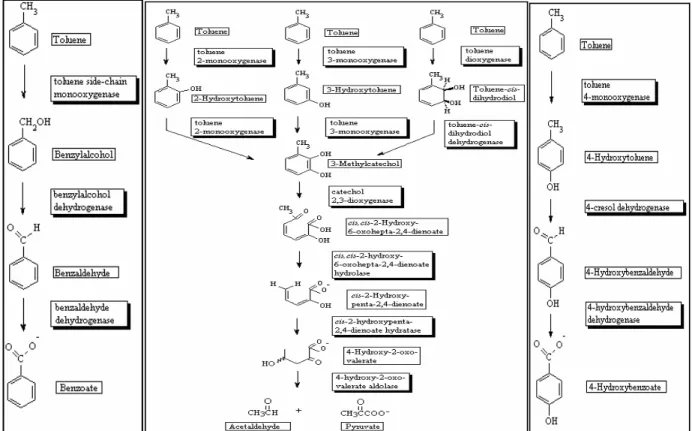 Fig. 6: Aerobic toluene degradation pathway [43]