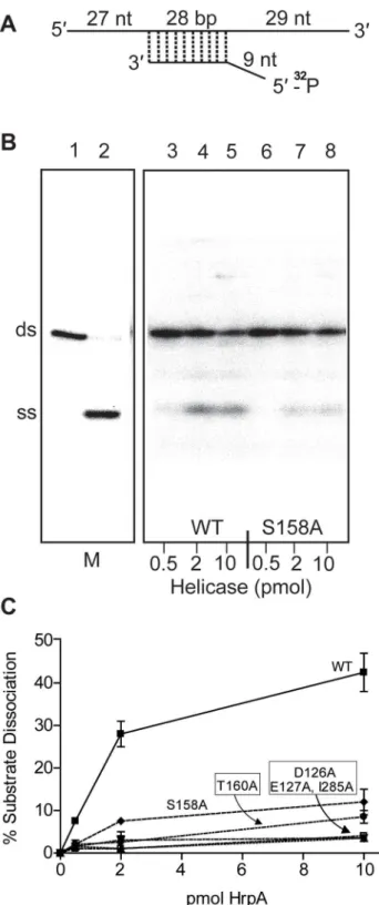 Figure 3. RNA helicase assay. A) Structure of the dsRNA substrate.