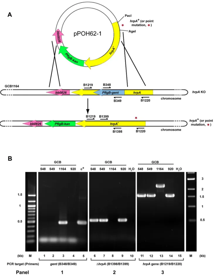 Figure 4. Strategy for complementation and insertion of point mutations in B. burgdorferi hrpA 