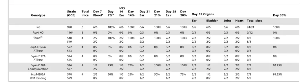Table 1. Effect of complementation and mutations in hrpA on B. burgdorferi infectivity in C3H/HeN mice