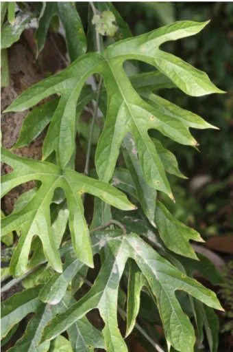 Figure 1.  A. platanifolia at natural stage.                                                