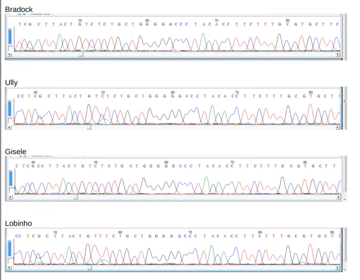 Figura  26.  Cromatogramas  dos  quatro  lobos-guarás  estudados,  mostrando  o  éxon  5  com  os  nucleotídeos,  identificados  com  uma  letra  e  uma  cor  diferentes:  tirosina  (T,  vermelho),  adenina  (A,  verde), guanina (G, preto), citosina (C, az