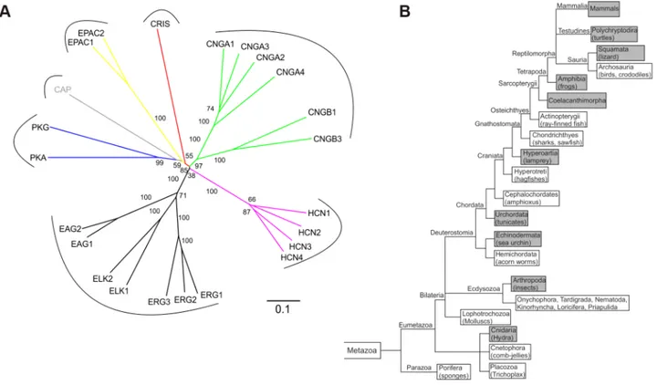 Figure 1. CRIS constitutes a new member of the CNBD-containing protein family. (A) Phylogenetic tree of CNBD-containing proteins