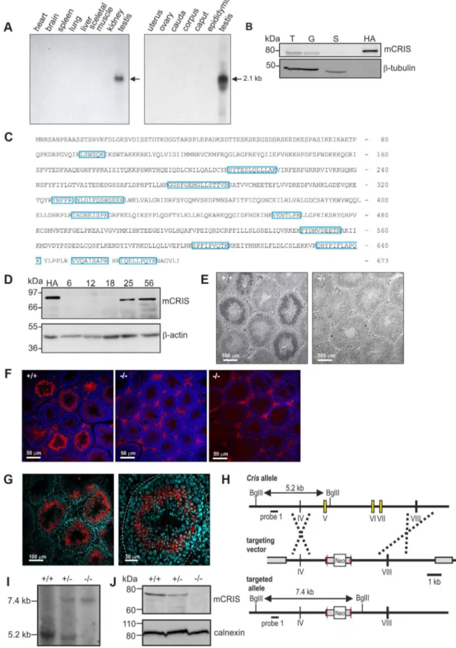 Figure 3. CRIS is exclusively expressed in sperm precursor-cells. (A) Analysis of Cris mRNA expression by Northern blot