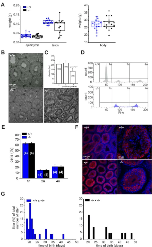 Figure 4. Cris -deficient mice are prone to spermatogenic arrest. (A) Testis, epididymis, and body weight of wild-type (+/+) and knockout mice ( 2 / 2 )