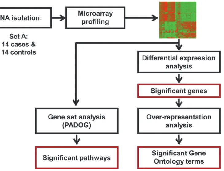 Fig 1. Microarray study flow diagram. The microarray analysis was performed on 14 cases and 14 controls (Set A) to identify significant genes, KEGG pathways and Gene Ontology terms.