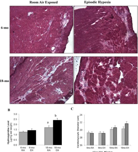 Fig 3. Histology of cardiac muscle and hydroxyproline content. (A) Photomicrograph of cardiac muscle (H&amp;E stained, 10x) from 6-mo and 18-mo old mdx mice exposed to room air (RA) and episodic hypoxia (EH).