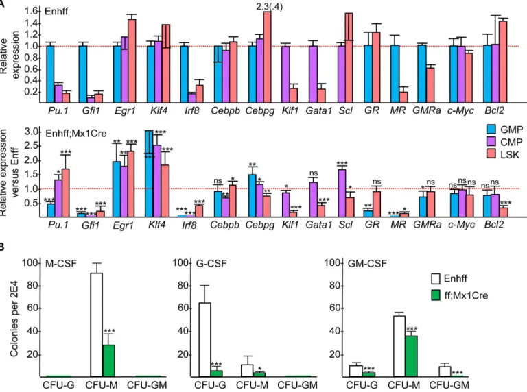 Fig 6. Effect of in vivo Enhancer Deletion on Selected Transcription Factor, Myeloid Cytokine Receptor, or Bcl2 Expression