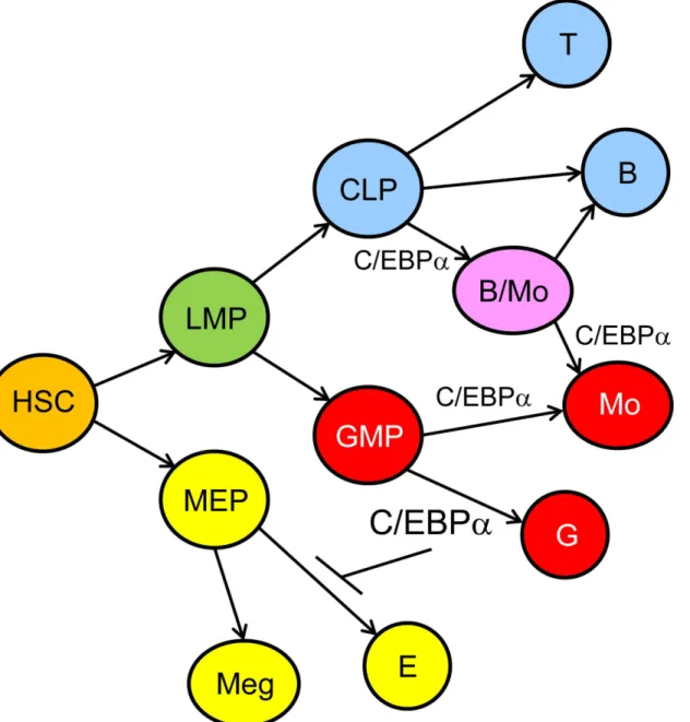 Fig 9. Model for the Role of C/EBP α During Hematopoiesis. In this model, HSC give rise to lymphoid-myeloid progenitors (LMP) and to MEP, MEP generate megakaryocyte (Meg) and erythroid (E) progenitors, and GMP give rise to granulocytic progenitors (G) in t