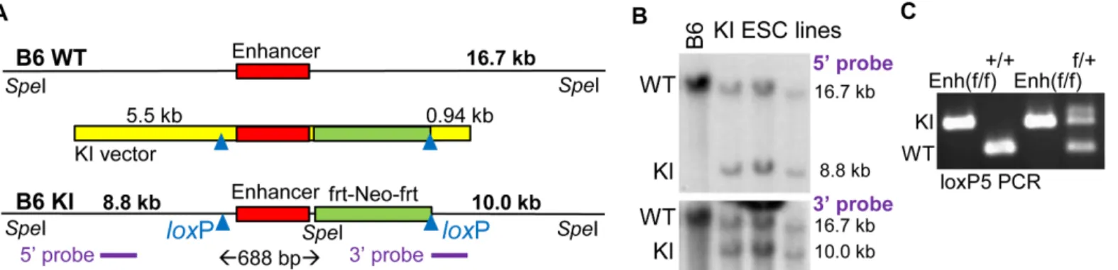 Fig 1. Generation of B6 Mice with Floxed Cebpa +37 kb Enhancer Alleles. A) Diagram of a wild-type genomic allele in the vicinity of the +37 kb Cebpa enhancer (B6 WT), the knockin (KI) vector, and a targeted genomic allele (B6 KI)