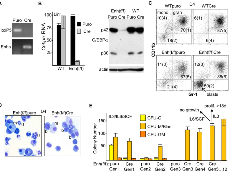 Fig 2. Effect of in vitro Enhancer Deletion on Cebpa Expression and Myelopoiesis. A) Mononuclear marrow cells from WT or Enh(f/f) mice were placed in IMDM/FBS with IL-3, IL-6 and SCF for 24 hr, transduced with pBabePuro (Puro) or pBabePuro-Cre (Cre) for 48