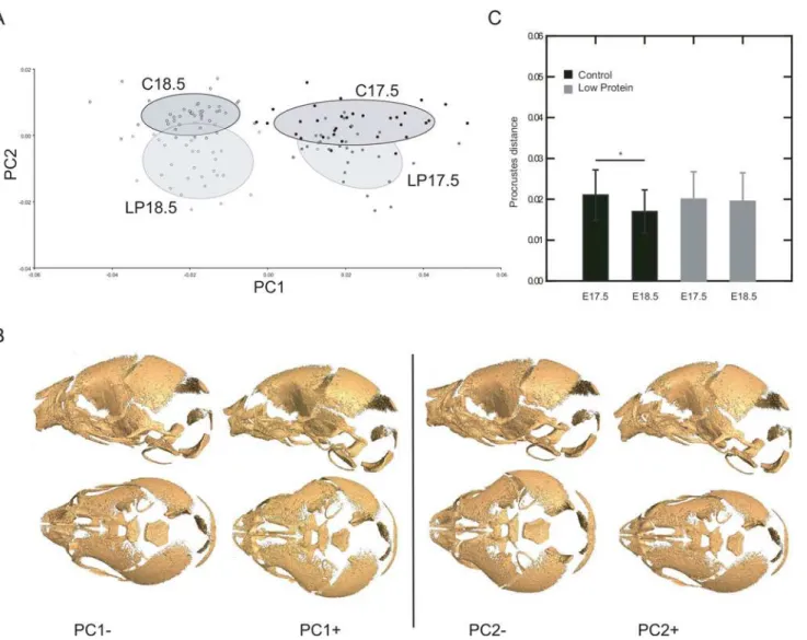 Fig 4. Analysis of skull shape based on three‐dimensional craniofacial landmarks. A) Distribution of specimens of low protein (LP) and control (C) groups along the between-group principal components (bg-PC)