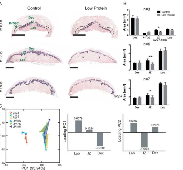 Fig 5. Decrease of junctional zone area in low protein placentas at E10.5, E17.5 and E18.5