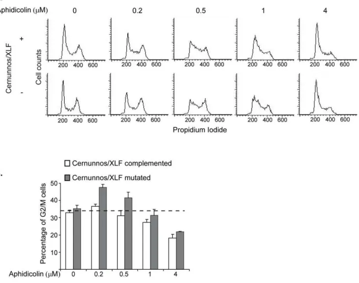 Figure 3. Cernunnos/XLF mutated cells exhibit Increased accumulation of cells in G2/M following treatment with low aphidicolin concentrations