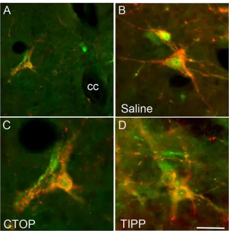 Fig 4. Opioid receptor antagonist infusions did not prevent the activation of pERK in LSt cells by DPN stimulation in male rats