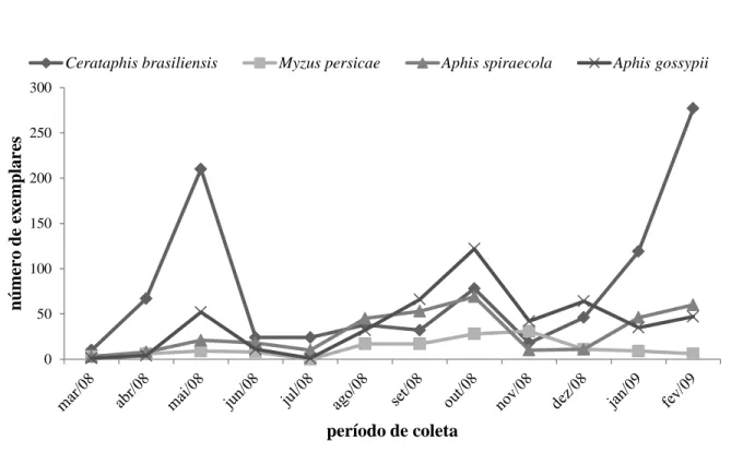 Figura 1. Flutuação populacional de Cerataphis brasiliensis, Myzus persicae, Aphis spiraecola e  A