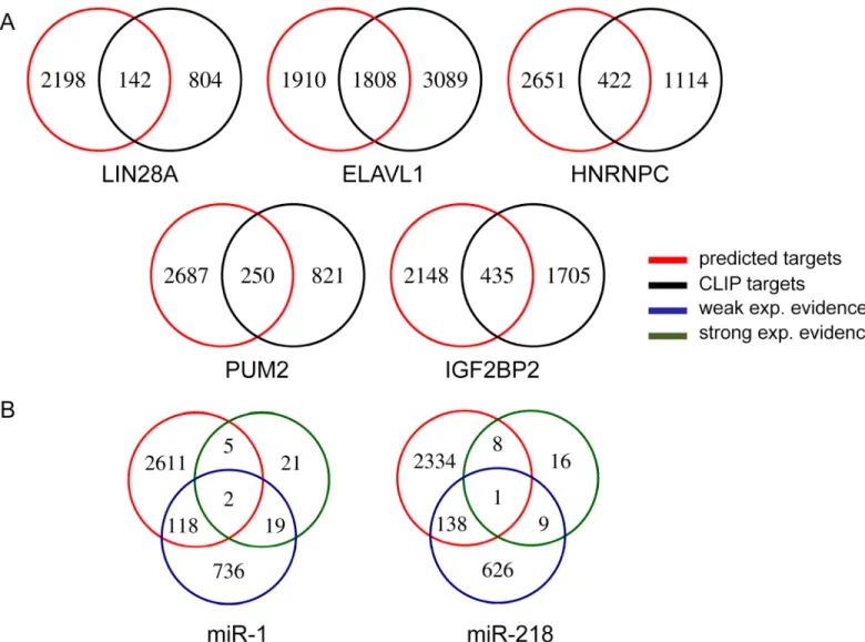 Fig 4. Intersection of predicted target genes with experimentally verified targets. A