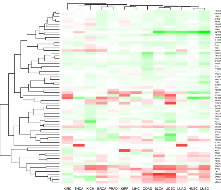 Fig 1. Differentially expressed RBPs in cancer. This heatmap shows the log fold expression changes of RBPs across matched tumor- tumor-normal samples (calculated with edgeR [21])