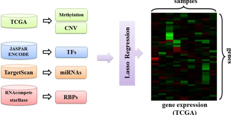 Fig 2. Overview of the proposed regression model. DNA methylation, copy number variation and regulatory effects of transcription factors, miRNAs and RBPs are input to a lasso regularized regression model to predict gene expression in LUSC.
