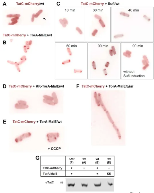 Figure 8.  Expression of functional Tat substrates causes TatC to cluster at the cell poles