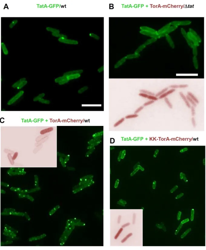 Figure 3.  Substrate-dependent clustering of TatA-GFP.  (A) E. coli BL21(DE3) wild type cells (wt) expressing TatA-GFP from plasmid pPR1