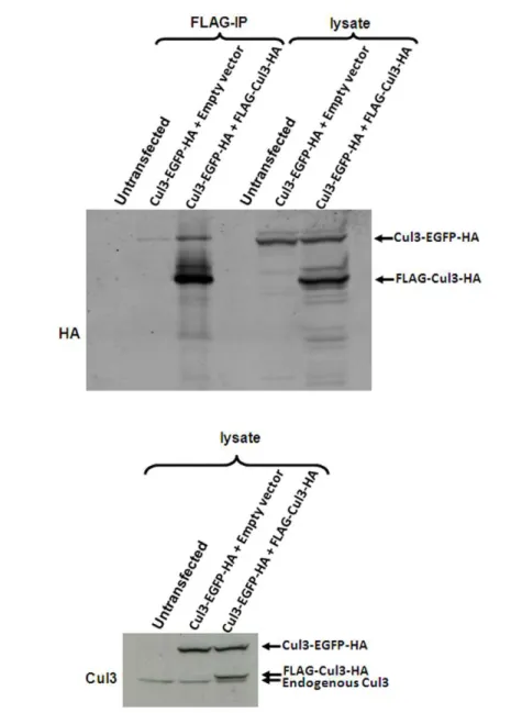 Figure 5. Estimation of the proportion of Cul3 that exists in a self-associated form in vivo