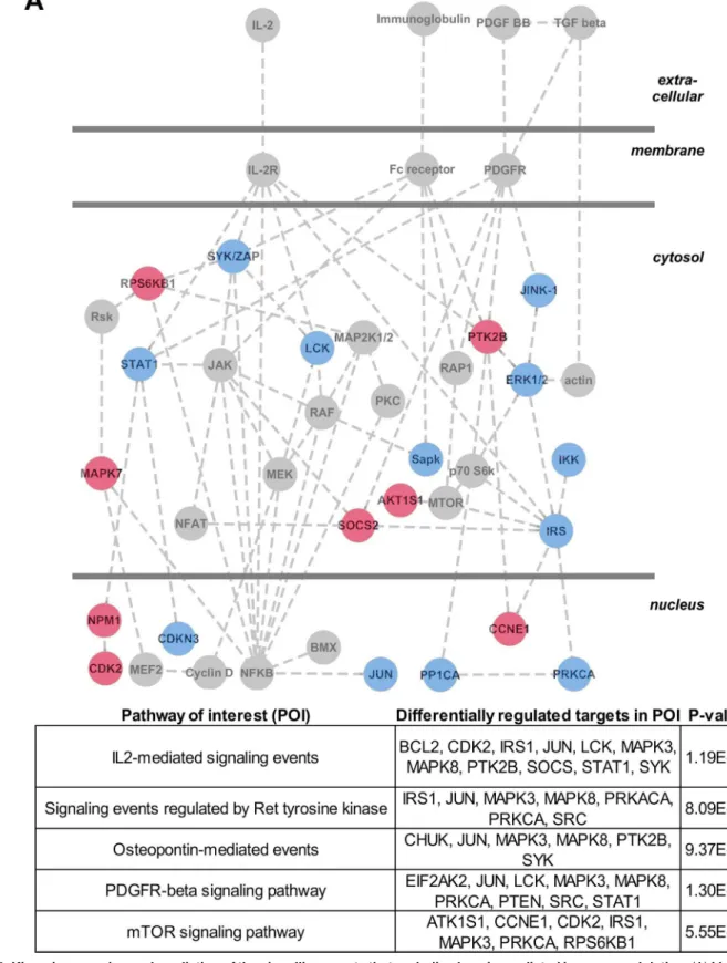 Fig 5. Kinomic screening and prediction of the signalling events that underlie plasmin-mediated immunomodulation