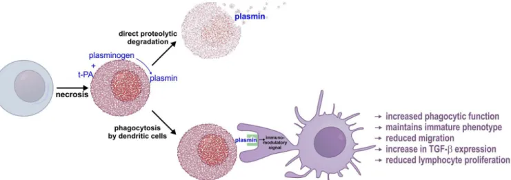 Fig 7. Working model for plasmin-mediated clearance of dead cells. Injury to a live cell results in necrosis and widespread aggregation of intracellular proteins via the phenomenon of Nucleocytoplasmic Coagulation (NCC) [7] (in red)
